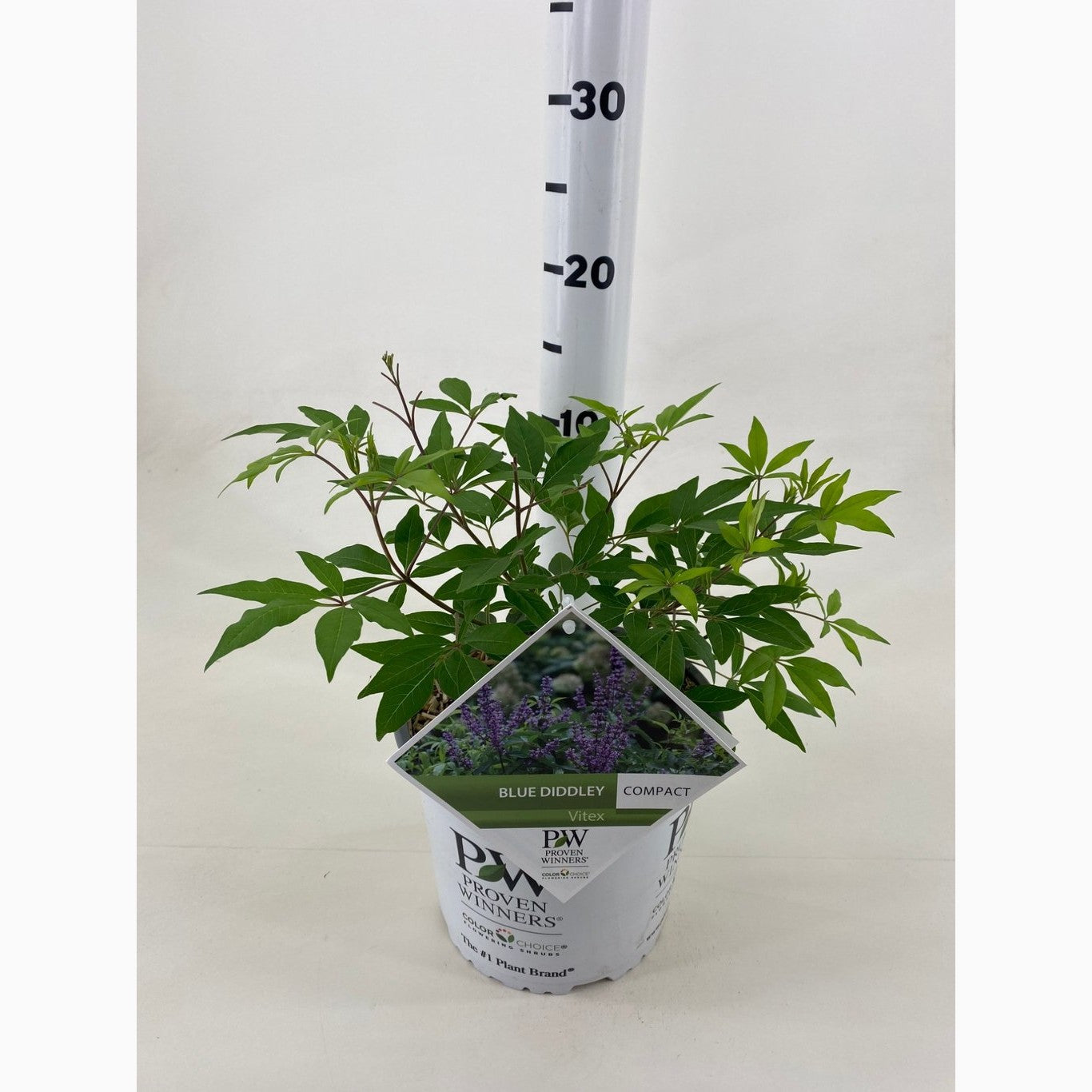 Munkpeppar – Vitex agnus-castus 'Blue Diddley' - C3 30-40 CM